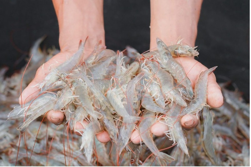 Giá xuất khẩu tôm chân trắng sang Mỹ khả quan hơn trong quý II2024