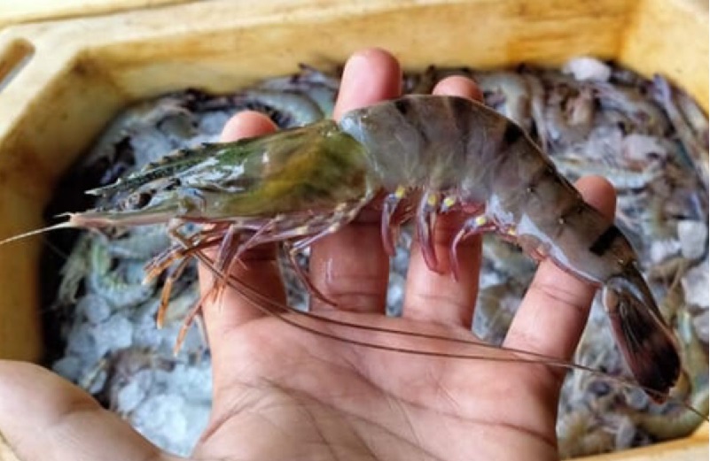 Madagascar và Ấn Độ liên kết sản xuất tôm sú SPF 