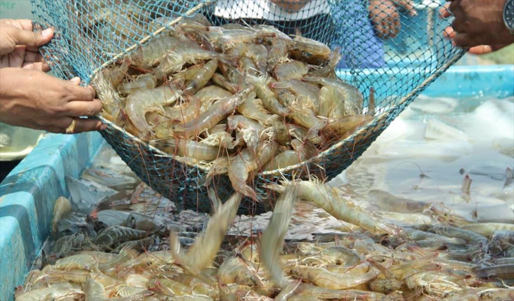 Tiềm năng tiêu thụ tôm từ Ấn Độ  