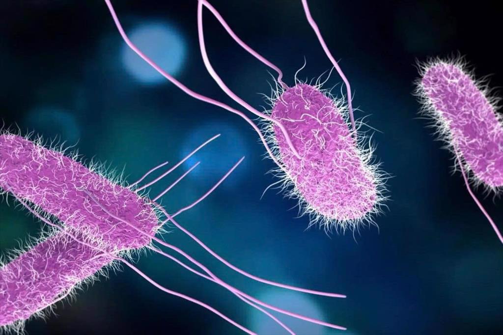 Vi khuẩn quang hợp màu tím -  triển vọng lớn cho thức ăn thủy sản