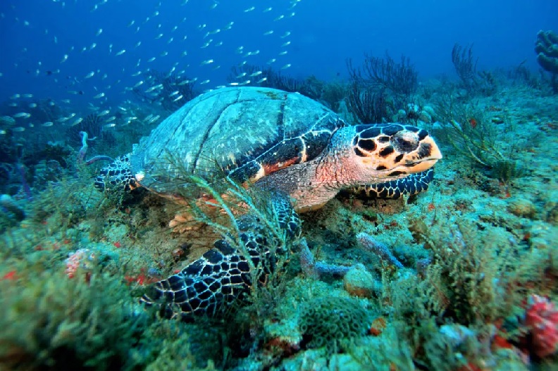 Mỹ Đề xuất chi 220 triệu USD để phục hồi hệ sinh thái ven biển