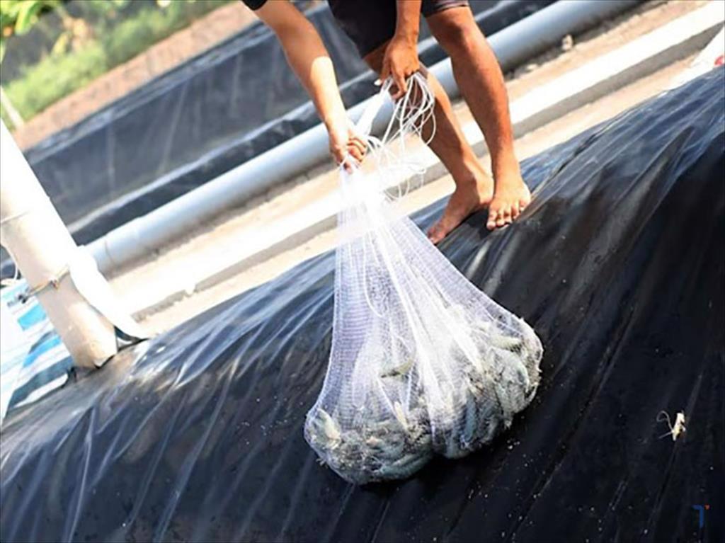 Thu tỉa tôm mang lại nhiều lợi ích cho người nuôi 