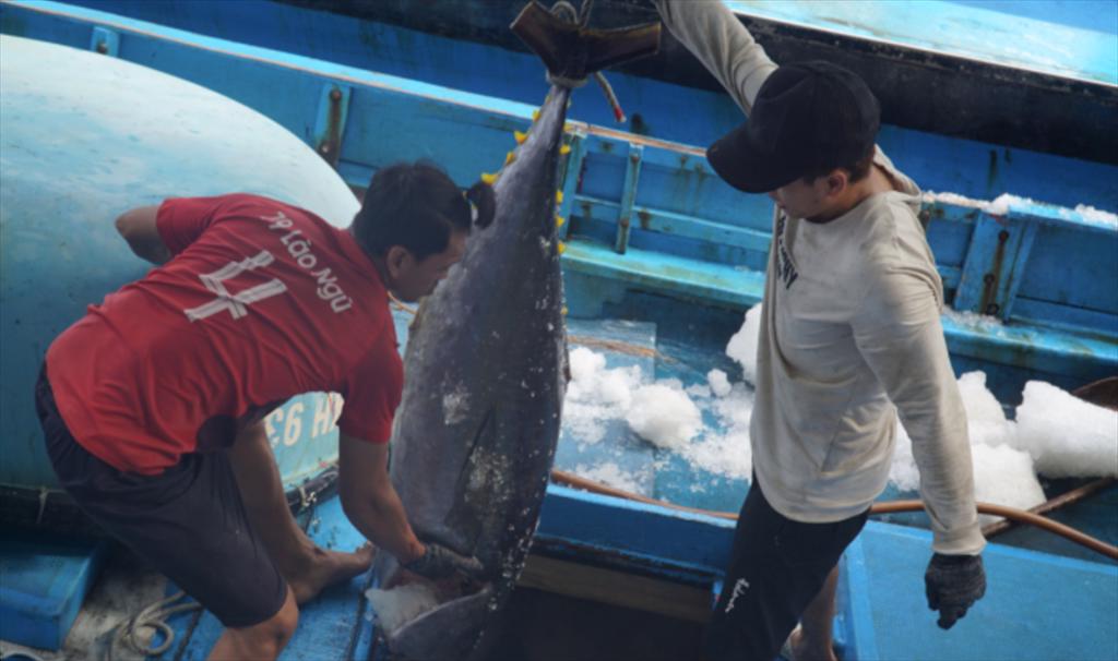 Vietnam tuna exports to South Korea skyrocketed
