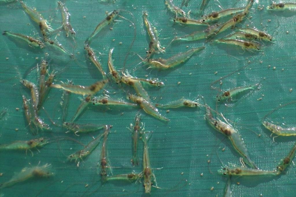 Bình Thuận Đẩy mạnh sản xuất tôm giống 