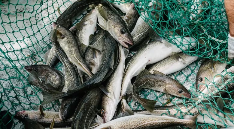 FFAW tại Canada yêu cầu dừng phân bổ hạn ngạch cá tuyết năm 2024 