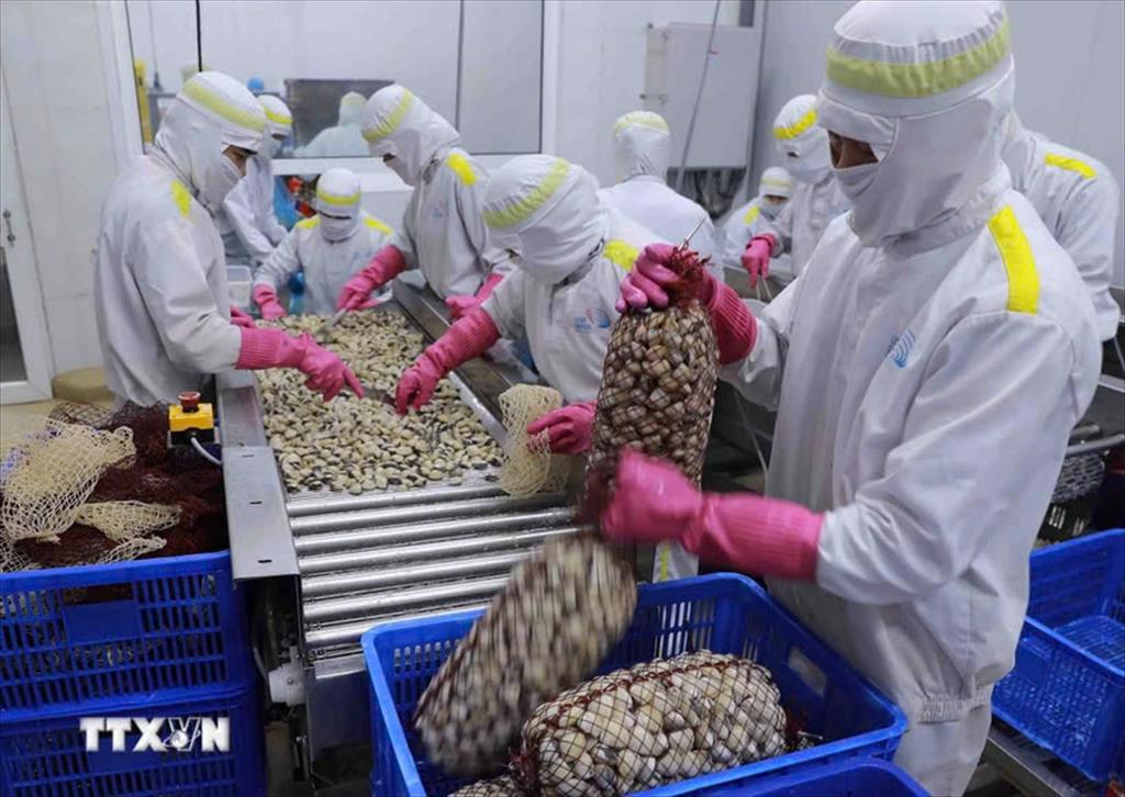 Xuất khẩu nhuyễn thể có vỏ tiếp tục tăng trong năm 2024