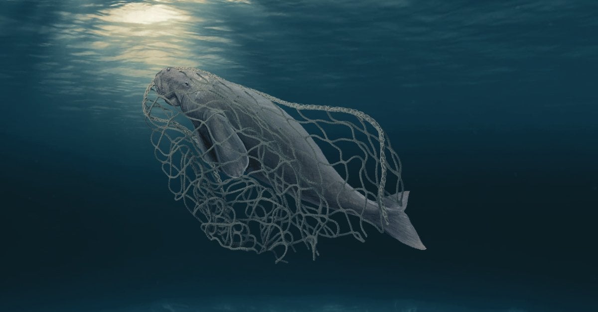 Các phương pháp đánh bắt bất hợp pháp gây ra cái chết của động vật có vú biển