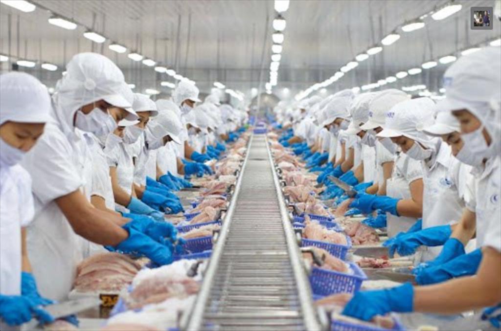 Bức tranh tài chính trái chiều của doanh nghiệp thủy sản