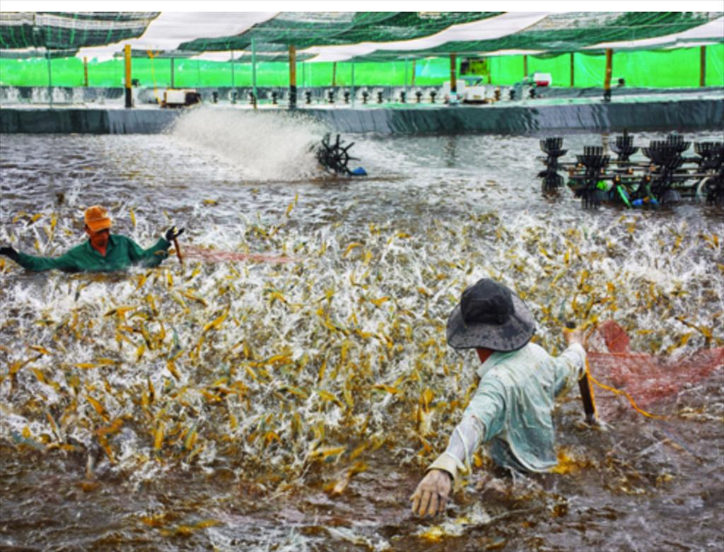 Người nuôi tôm thẻ gặp khó