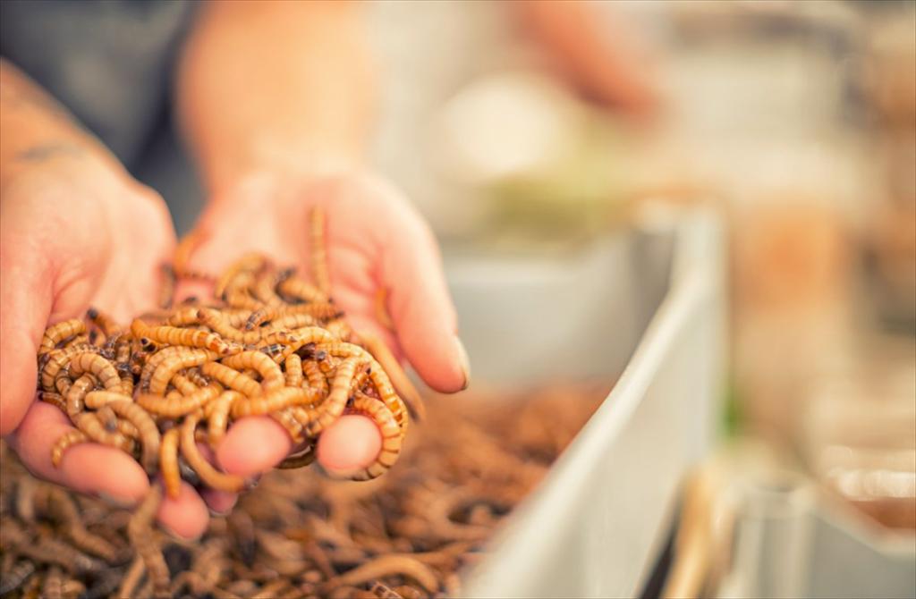 Bột ấu trùng ruồi lính đen lên men trong chế độ ăn của cá tra