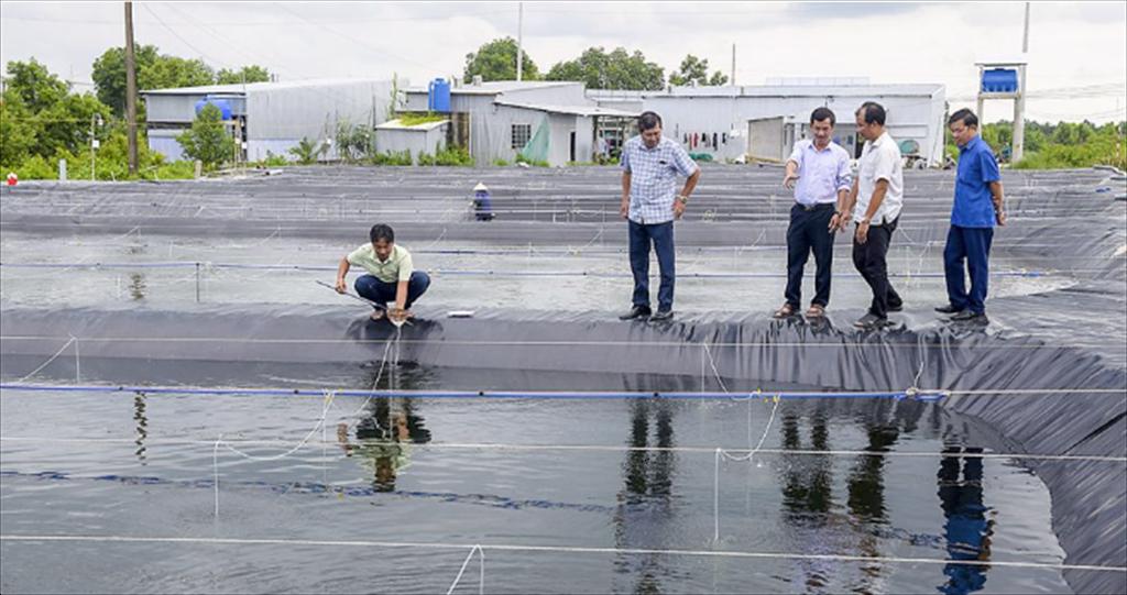 Thử nghiệm thành công sinh sản và ương sò huyết giống