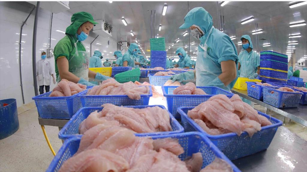Sản lượng lẫn giá cá tra xuất khẩu dự kiến phục hồi mạnh trong nửa cuối năm