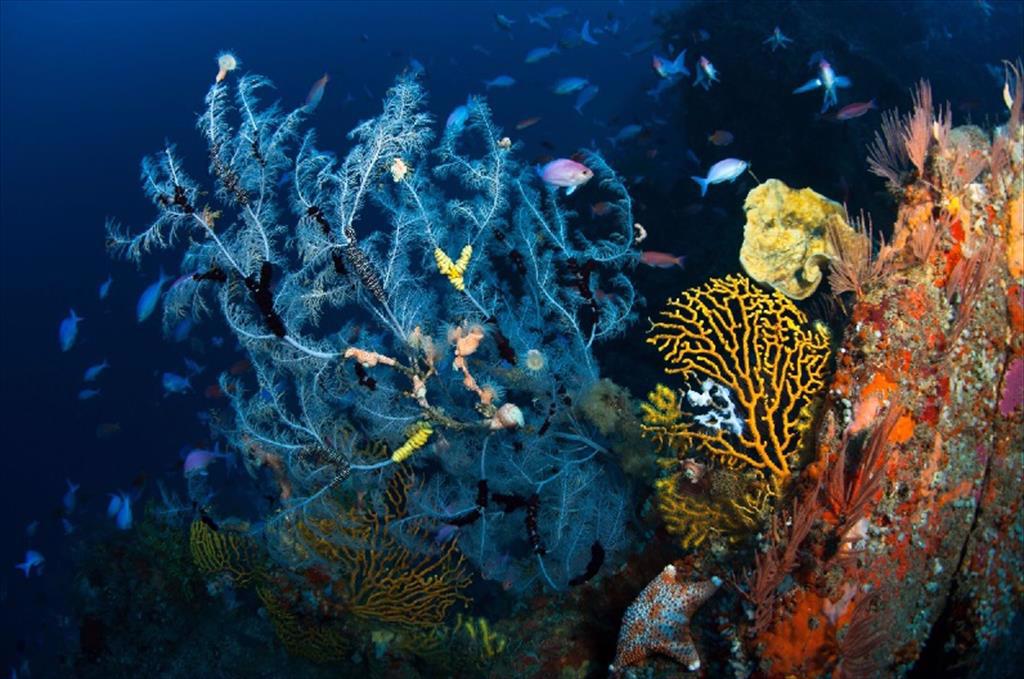 New Zealand đầu tư 30 triệu USD cho thủy sản bền vững tại Thái Bình Dương