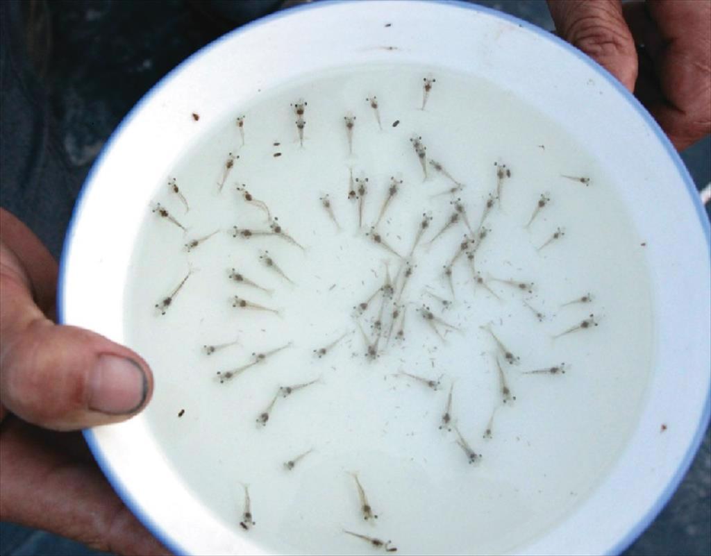 Cà Mau sản xuất khoảng 10,35 tỉ con tôm giống mỗi năm