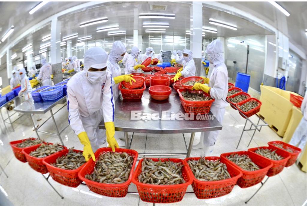 Nỗ lực cho chỉ tiêu xuất khẩu tôm