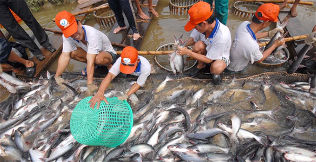 Can Tho sees a modest rise in intensive pangasius farming