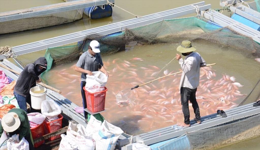 Da Nang province Aquatic product output in the first 7 months of the year increased slightly