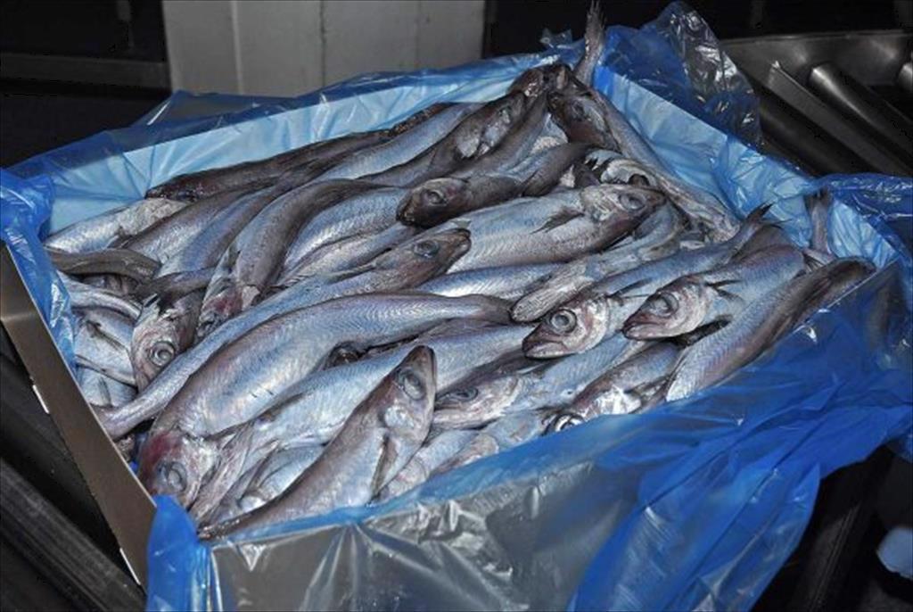 USDA mời thầu các sản phẩm cá rockfish và cá whiting Thái Bình Dương 