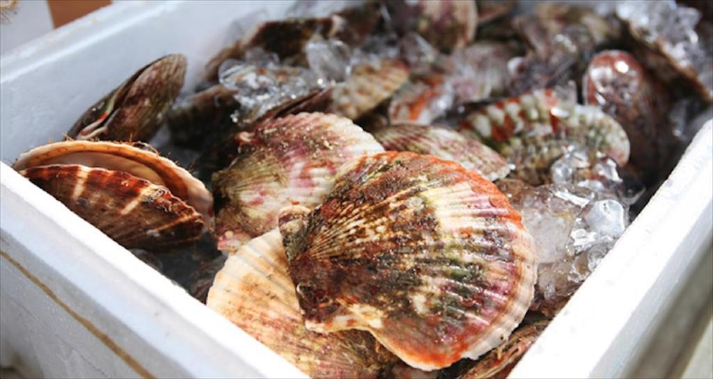 Lượng cập cảng sò điệp biển Okhotsk của Nhật Bản giảm 6%