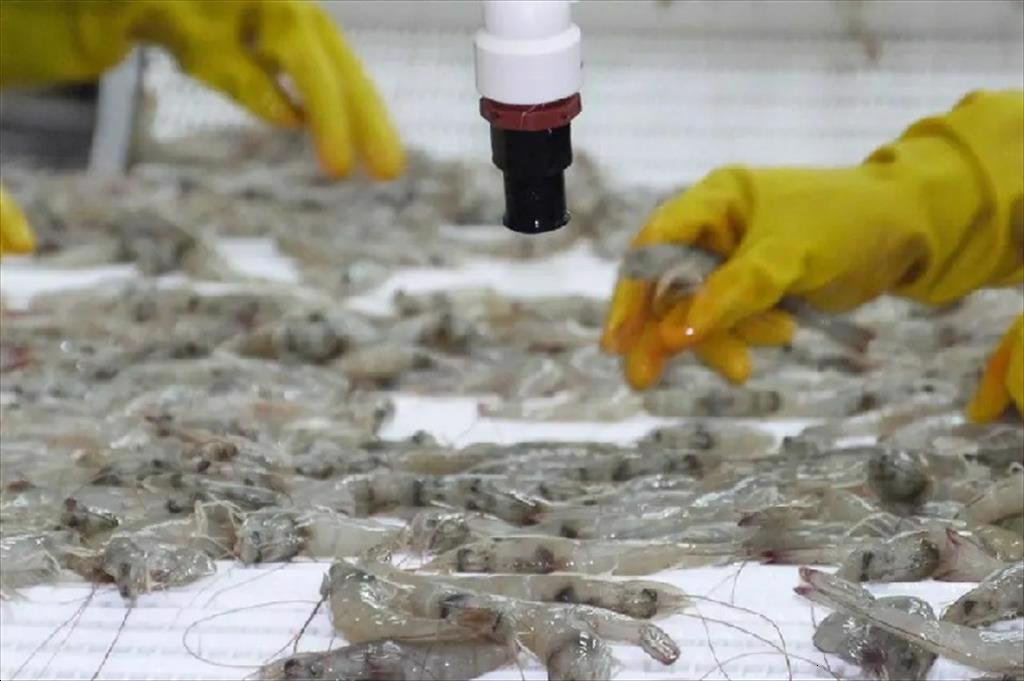 Ecuador Tập trung đầu tư cho phúc lợi tôm để ngành tôm tăng trưởng liên tục