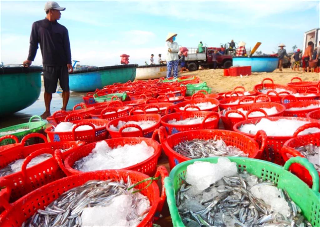 Ninh Thuận Ngư dân trúng đậm vụ cá Nam