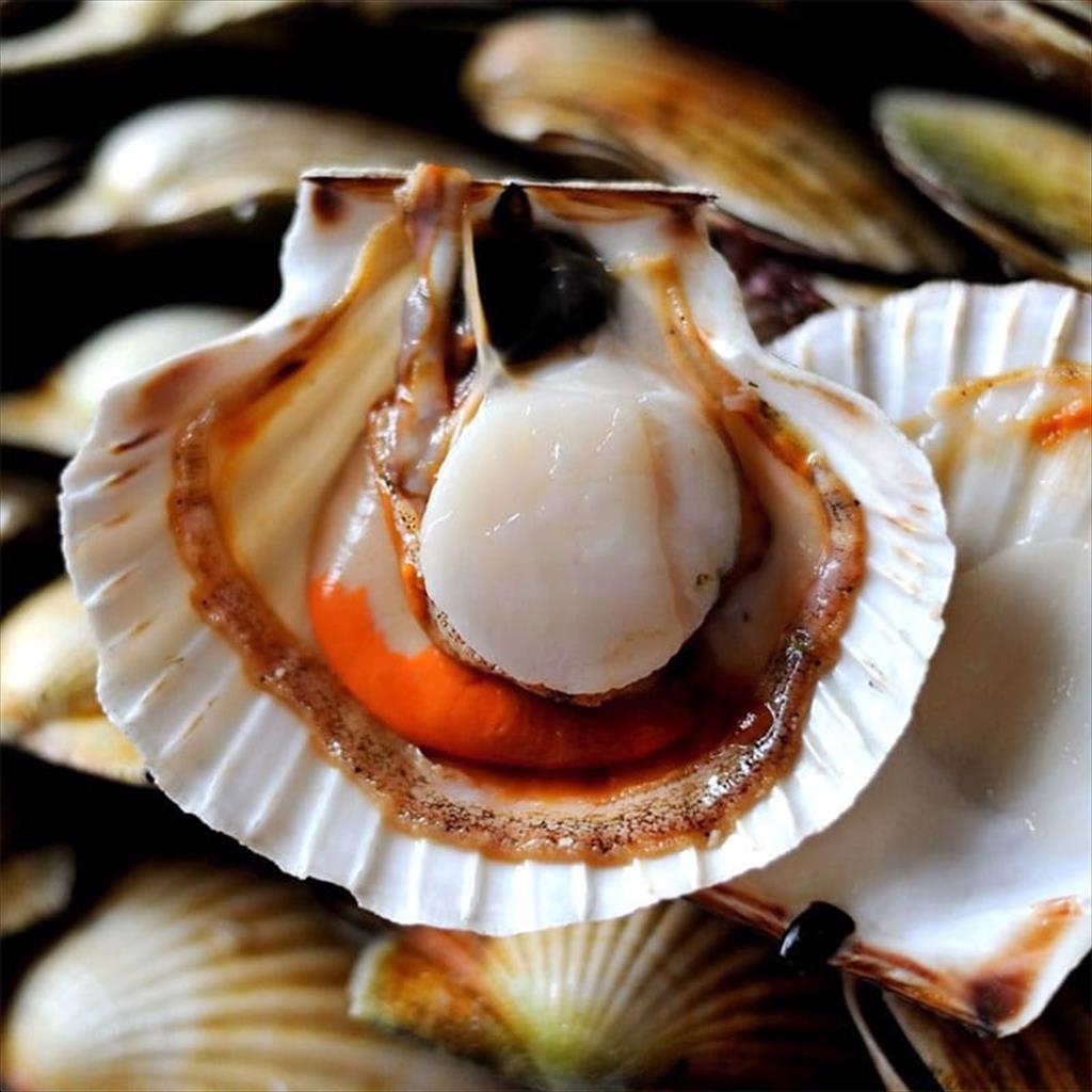 Nhật Bản không ngừng đa dạng thị trường xuất khẩu sò điệp 