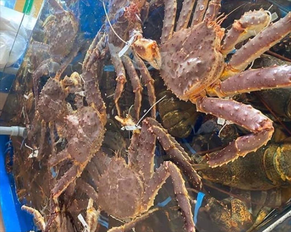 Giá cua hoàng đế Na Uy phục hồi nhẹ trong tuần cuối tháng 72024