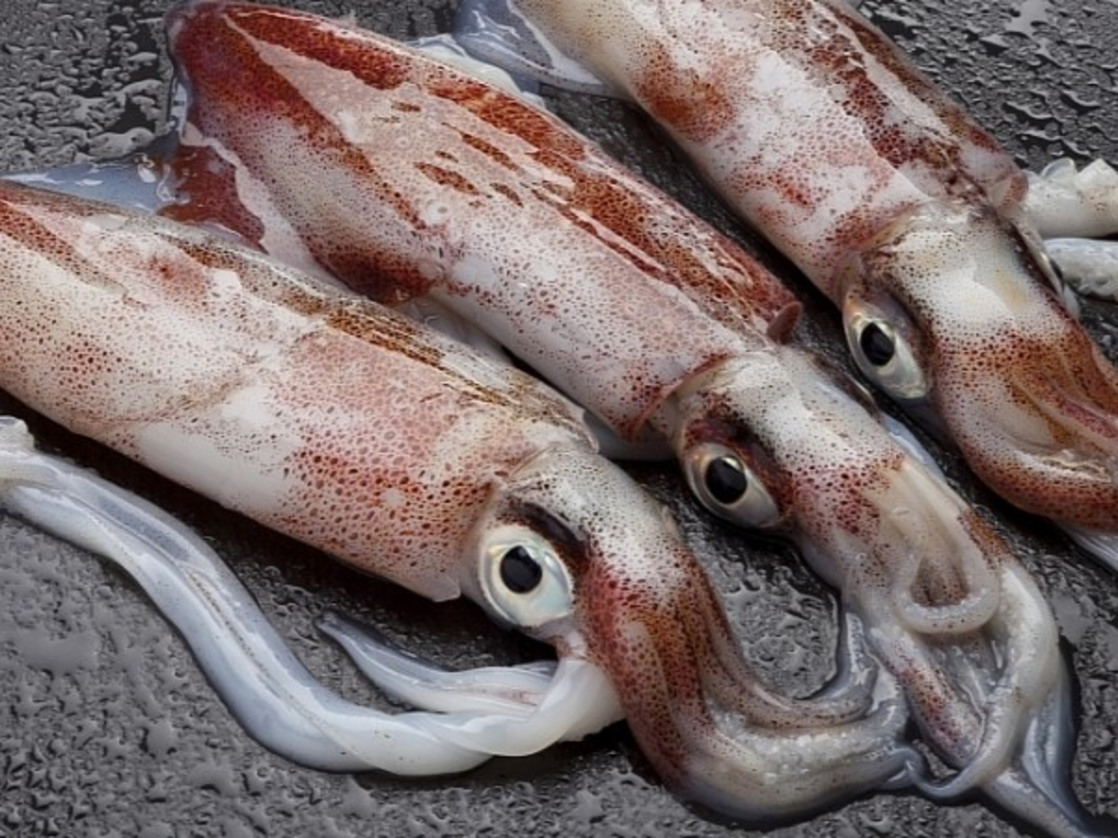South Korea boosts cephalopod imports from Vietnam 