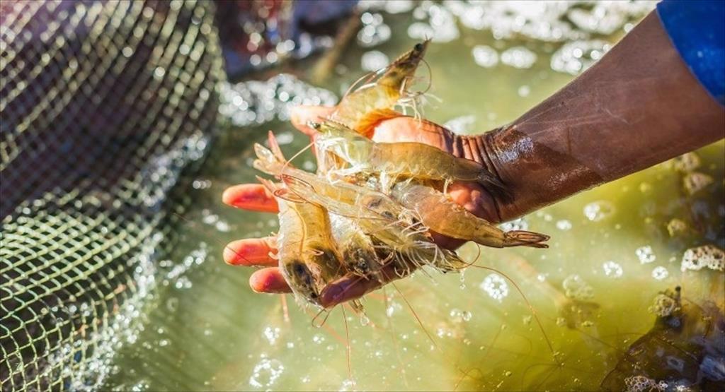 Tháng 72024 Xuất khẩu tôm đạt giá trị cao nhất kể từ đầu năm 