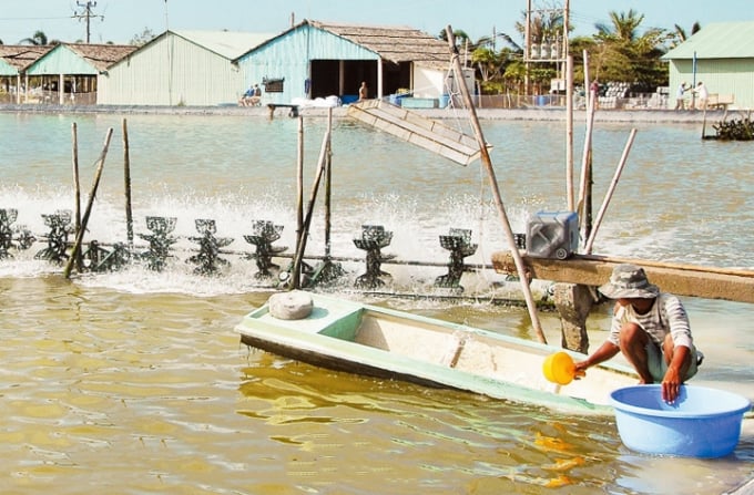 Probiotics giúp giảm thiểu tác động của hiện tượng nóng lên toàn cầu đối với cá rô phi