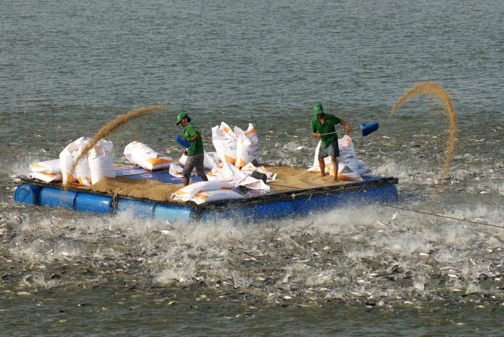 Giá cá tra giống ở Đồng Tháp giảm