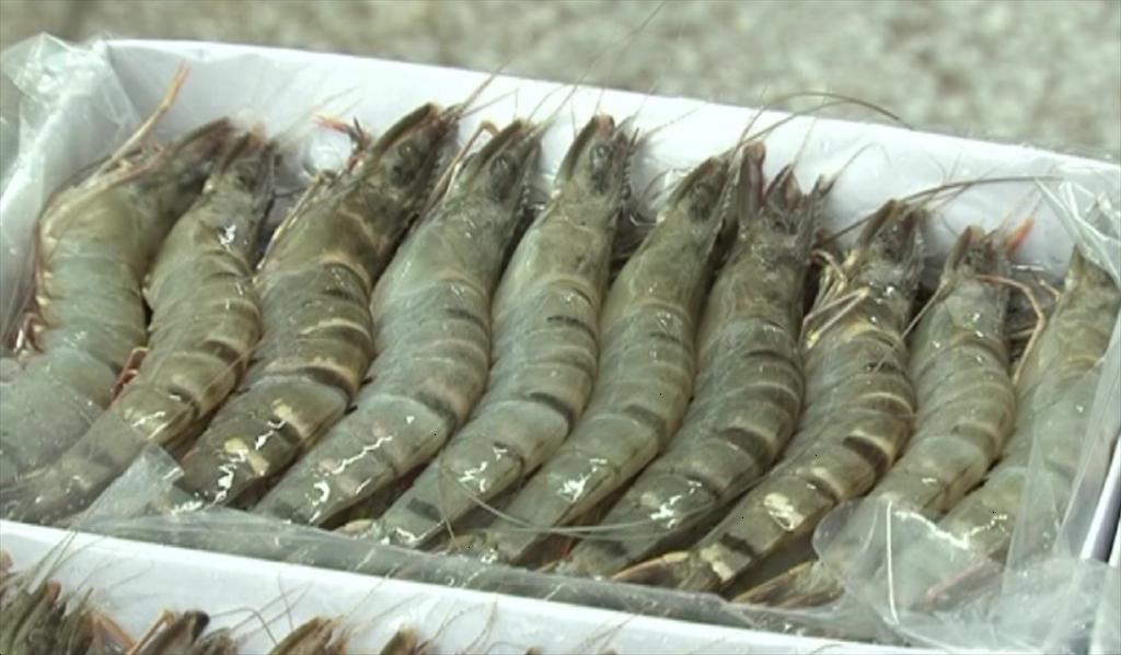 July 2024 Shrimp exports value reached its peak since the beginning of the year
