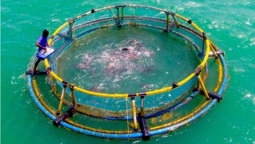 Binh Dinh Slight increase in capture production