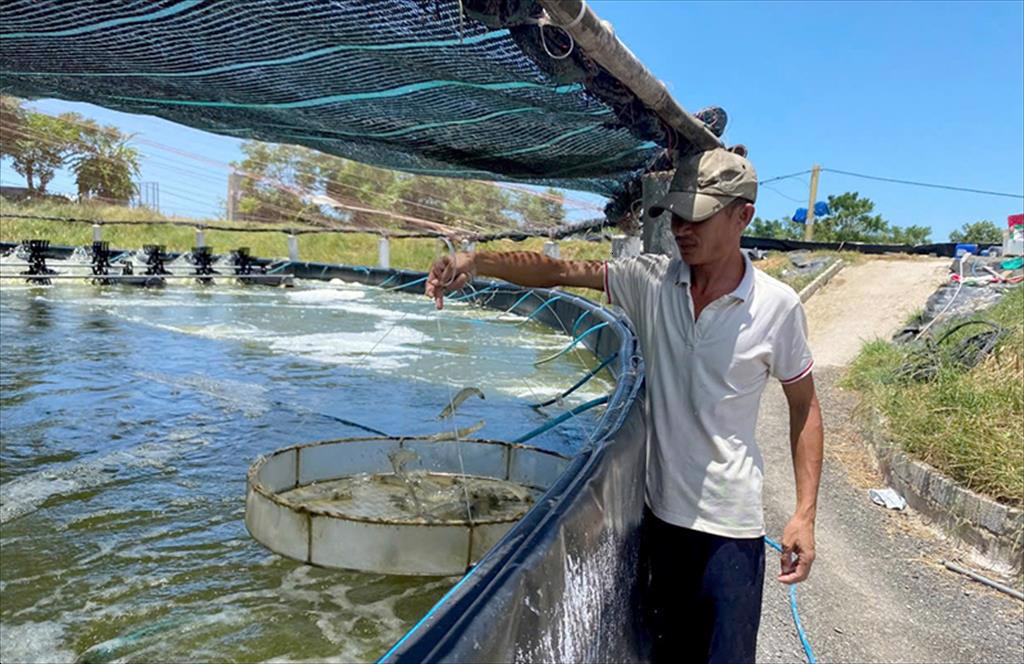 Quảng Bình Nuôi tôm 2 giai đoạn hướng đi mới hiệu quả cao