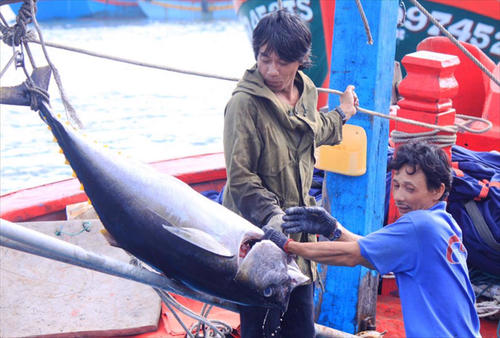 Bình Định Sản lượng khai thác thủy sản tăng nhẹ