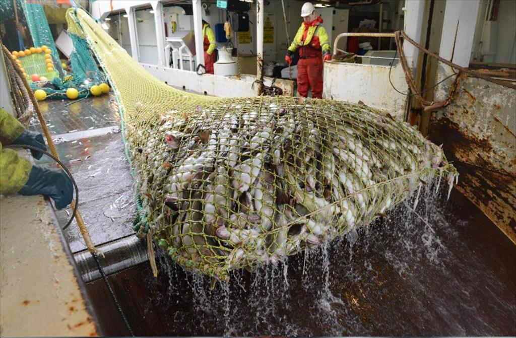 Ngành thủy sản Nga đề xuất cắt giảm TAC trước các lệnh trừng phạt của EU 