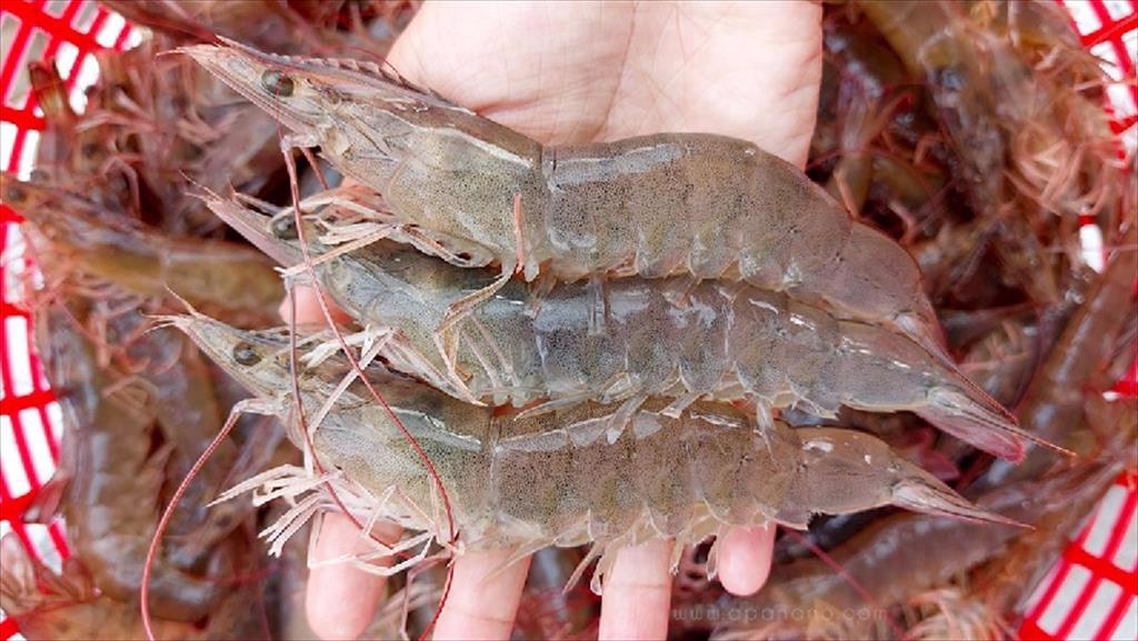 XK tôm chân trắng của Việt Nam Giá XK sang Mỹ tăng liên tục kể từ tháng 2 năm nay