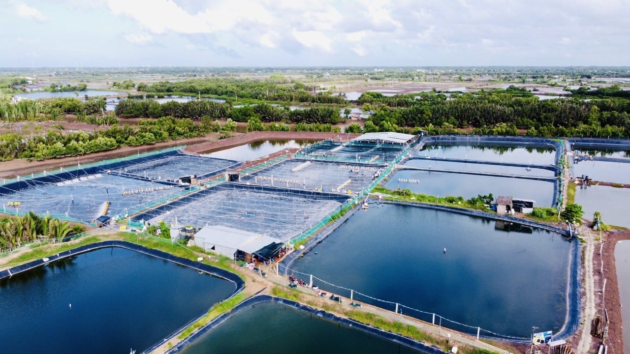 Xanh hóa ngành tôm 