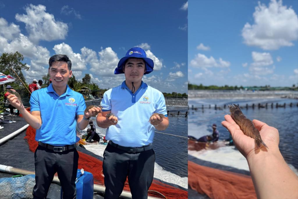 Nuôi tôm thành công nhờ kiên trì đầu tư và tin tưởng nguồn giống uy tín