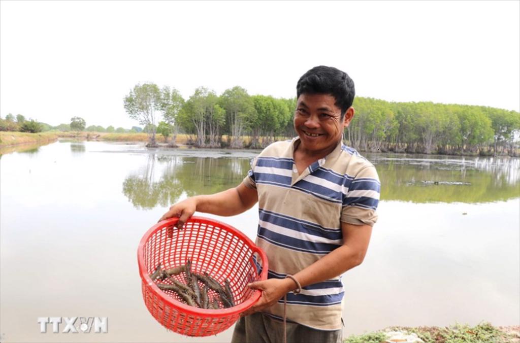 Trà Vinh Nuôi tôm thâm canh cho lợi nhuận cao gấp từ 7-10 lần
