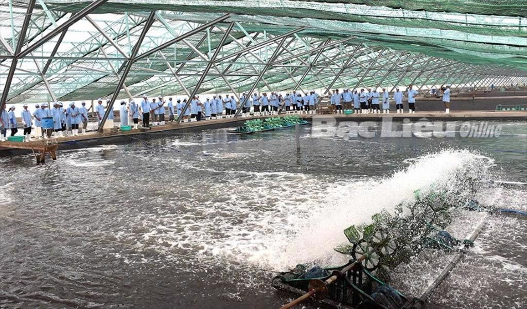 Nhân rộng mô hình nuôi tôm công nghệ cao có hiệu quả 