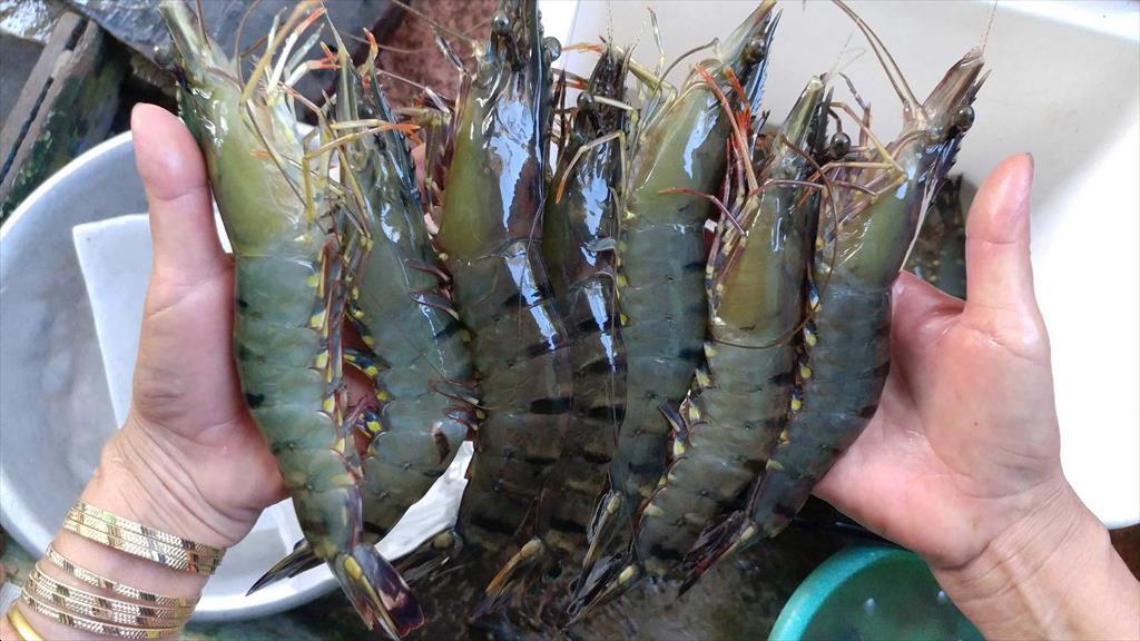 Kiên Giang Sản lượng tôm nuôi tăng 8% trong 7 tháng đầu năm 