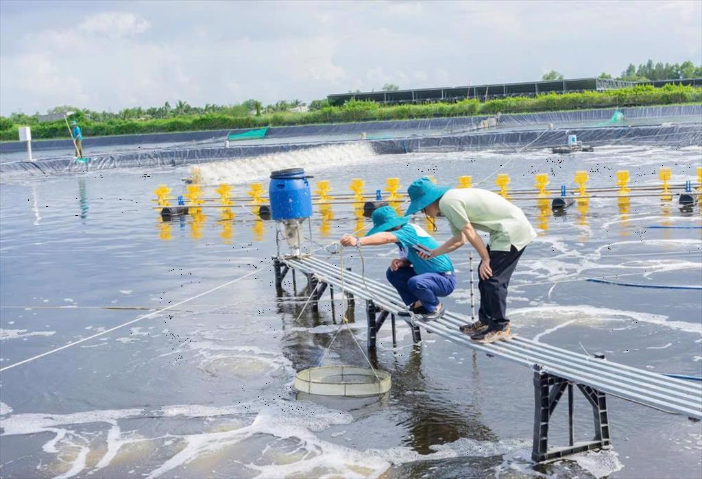 Nuôi tôm sinh học thích ứng với biến đổi khí hậu 