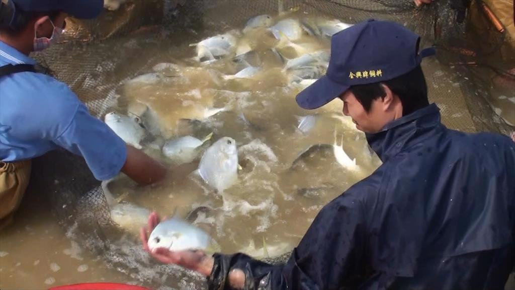 Trung Quốc tăng sản lượng nuôi cá chim vàng 