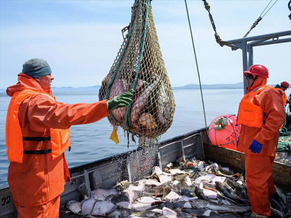 Ngành thủy sản Nga đề xuất cắt giảm TAC trước các lệnh trừng phạt của EU 