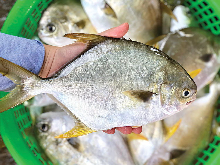 Hà Tĩnh Tiềm năng nuôi cá chim trắng vây vàng