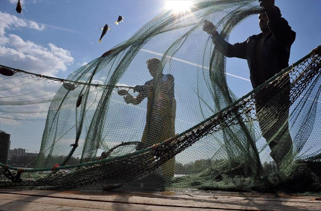 Nga Sản lượng khai thác cá sardine Thái Bình Dương, cá hồi Viễn Đông tăng 