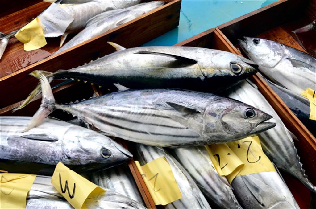 Thiếu nguyên liệu chế biến, xuất khẩu cá ngừ giảm tốc