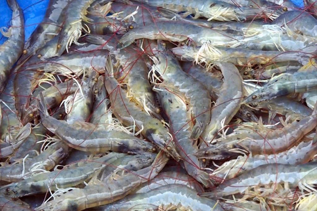 Tra Vinh Intensive shrimp farming brings profits 7-10 times higher