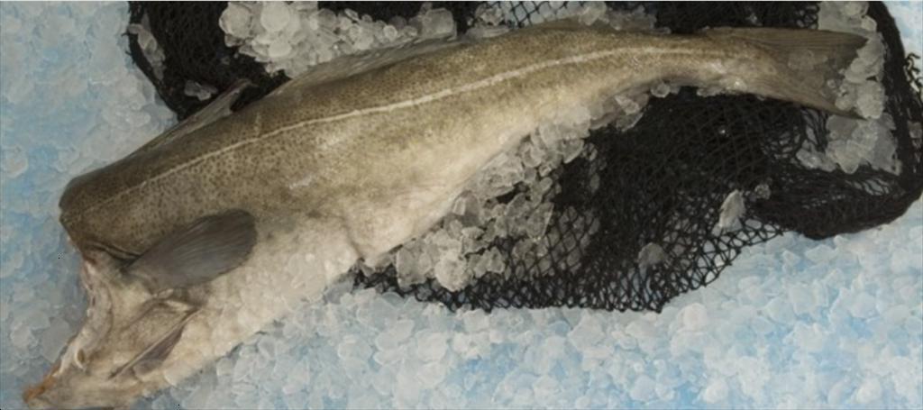 ISI (Iceland) Giá cá tuyết vẫn cao cho đến mùa thu 